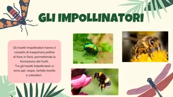 anteprima - Presentazioni / Lavagne - Presentazione-guida sulle farfalle (la cavolaia) - Pagina 3