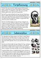 Vorschau - Bildkarten - Stinktier - Wissenskartei - Tiere - Seite 3