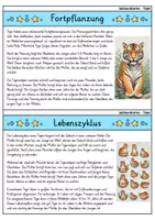 Vorschau - Bildkarten - Tiger - Wissenskartei - Tiere - Seite 3