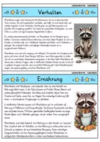 Vorschau - Arbeitsblätter - Waschbär MEGABUNDLE - Wissenskartei, Lückentext, Steckbrief, Suchsel - Seite 3