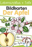 Vorschau - Präsentationen/Tafelbilder - Der Apfel - Bildkarten - Lebenszyklus und Teile des Apfels - in 2 Versionen - Deckblatt