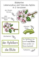 Vorschau - Präsentationen/Tafelbilder - Der Apfel - Bildkarten - Lebenszyklus und Teile des Apfels - in 2 Versionen - Seite 1