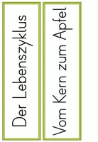 Vorschau - Präsentationen/Tafelbilder - Der Apfel - Bildkarten - Lebenszyklus und Teile des Apfels - in 2 Versionen - Seite 3