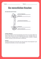 Vorschau - Arbeitsblätter - Knochenaufbau - Lesetext und Arbeitsblatt mit Glossar - Deckblatt
