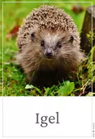 Vorschau - Poster - Tiere im Winter - Tierplakate - Seite 1