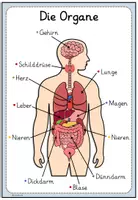 Vorschau - Arbeitsblätter - Organe - Wortspeicher, Legekreis, Infokartei und Steckbriefe - Seite 2
