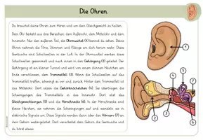 Vorschau - Arbeitsblätter - Die fünf Sinne - Infokartei, Wortspeicher und ABs - Seite 3