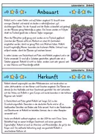 Vorschau - Bildkarten - Rotkohl - Wissenskartei - Gemüse - Seite 1