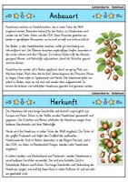 Vorschau - Bildkarten - Haselnuss - Wissenskartei - Obst - Seite 1