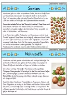 Vorschau - Bildkarten - Haselnuss - Wissenskartei - Obst - Seite 2