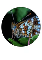 Vorschau - Mal- und Bastelvorlagen - Schmetterlingklasse Girlande Schulanfang und Sachunterricht - Seite 1