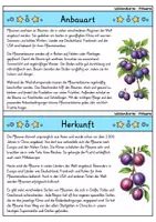 Vorschau - Bildkarten - Pflaume - Wissenskartei - Obst - Seite 1
