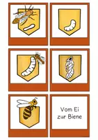 Vorschau - Arbeitsblätter - Vom Ei zur Biene - Lesen und Verstehen - Fördermaterial - Seite 1