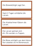 Vorschau - Arbeitsblätter - Vom Ei zur Biene - Lesen und Verstehen - Fördermaterial - Seite 2