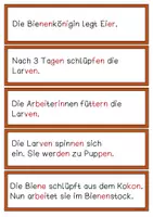 Vorschau - Arbeitsblätter - Vom Ei zur Biene - Lesen und Verstehen - Fördermaterial - Seite 3