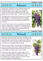 Vorschau - Bildkarten - Trauben - Wissenskartei - Obst - Seite 1