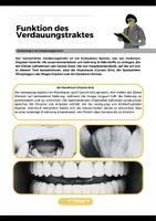 Vorschau - Stundenentwürfe - Unterrichtsreihe zum Magen-Darm-Trakt des Menschen - Seite 2