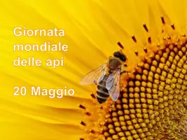 anteprima - Schede informative - Il mondo delle api 20 maggio - Pagina di copertina