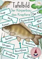 Vorschau - Präsentationen/Tafelbilder - Tafelbild: Der Körperbau des Karpfens/ eines Fisches - Deckblatt