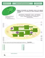 Vorschau - Arbeitsblätter - Zellen - Chloroplasten - Seite 1