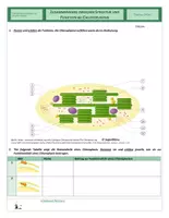 Vorschau - Arbeitsblätter - Zellen - Chloroplasten - Seite 3