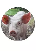 Vorschau - Poster - Klassentier Schwein Schulanfang Girlande - Seite 2
