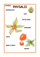 Vorschau - Arbeitsblätter - Steckbrief mit Beschriftungen Physalis Schulgarten, Biologie - Seite 3