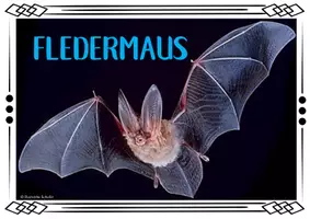 Vorschau - Poster - Themenplakate - Fledermaus - Seite 1