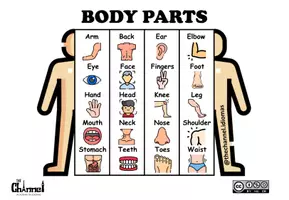 Vista previa - Manualidades / Dibujos para colorear - BODY PARTS – Flap Book (20 Words) - página 1