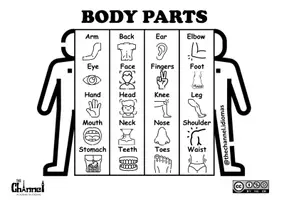 Vista previa - Manualidades / Dibujos para colorear - BODY PARTS – Flap Book (20 Words) - página 2