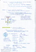 anteprima - Materiale di supporto/inclusione - Appunri sul Sistema Riproduttore ed Embriogenesi - Pagina 2