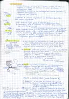 anteprima - Materiale di supporto/inclusione - Appunti sull'apparato Digerente e Urinario - Pagina 2