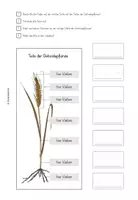 Vorschau - Arbeitsblätter - Lapbook Getreide Sachunterricht Klasse 3 - Seite 3