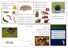 Vorschau - Mal- und Bastelvorlagen - Mini-Book: Sachwissen Igel (Kindergarten - 1. Klasse) - Seite 3