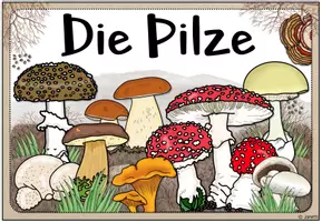Vorschau - Poster - Themenplakate: Heimische Pilze - Seite 2