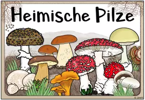 Vorschau - Poster - Themenplakate: Heimische Pilze - Seite 3
