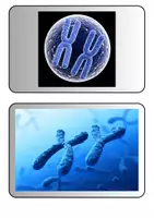 Vorschau - Poster - Genetik - Vererbung - DNA - Tafelkarten - Seite 2