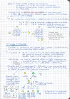 anteprima - Materiale di supporto/inclusione - APPUNTI di Genetica Umana - Pagina 3