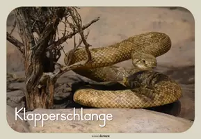 Vorschau - Poster - Wüstentiere - 16 Tierposter / Bildkarten - Seite 3