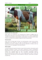 Vorschau - Arbeitsblätter - Nutztiere: Produkte, die wir vom Rind nutzen - Seite 1