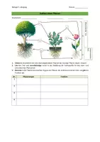 Vorschau - Arbeitsblätter - Pflanzenorgane - Seite 1