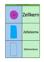 Vorschau - Spiele - Materialpaket: Tierische und Pflanzliche Zelle - Seite 2