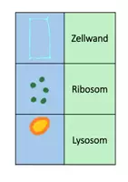 Vorschau - Spiele - Materialpaket: Tierische und Pflanzliche Zelle - Seite 3