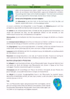 Vorschau - Arbeitsblätter - Pflanzliche und Tierische Zelle im Vergleich - Seite 2
