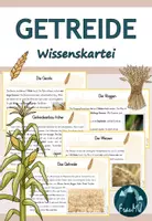 Vorschau - Text - 3./4.Klasse: Wissenskartei mit Infokarten zum Thema Getreide - Deckblatt