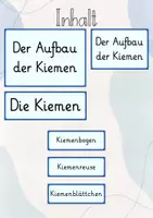 Vorschau - Präsentationen/Tafelbilder - Tafelbild: Die Kiemen/ Der Aufbau der Kiemen - Seite 1