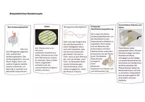 Vorschau - Arbeitsblätter - Basiskonzepte Biologie Sek 1 Klassenzuordnungsspiel - Seite 3