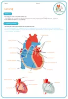 Vorschau - Arbeitsblätter - Herz Anatomie - Arbeitsblatt - Seite 3