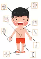 Vista previa - Refuerzo / NEE / Materiales de apoyo - EL CUERPO HUMANO TEACCH - página 3