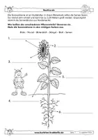 Vorschau - Arbeitsblätter - Sonnenblume - fächerübergreifende Arbeitsblätter - Karlchen-Krabbelfix - Seite 1